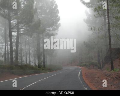 Foggy mountain road through pine forest in Tenerife Stock Photo