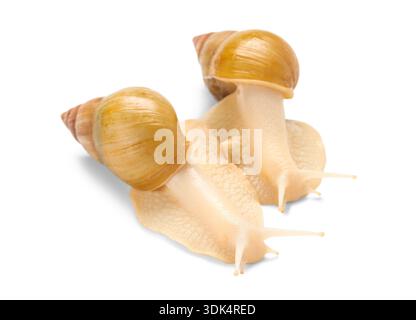 Giant Achatina snails on white background Stock Photo