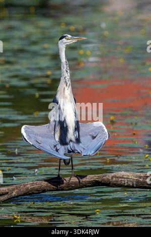 grey heron (Ardea cinerea), sitting on a log by the water and bathing, Belgium, Watermael-Boitsfort Stock Photo