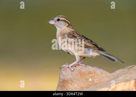 North-west African house sparrow (Passer domesticus tingitanus, Passer tingitanus), female sitting on the ground, Mauritania, Adrar, Atar Stock Photo