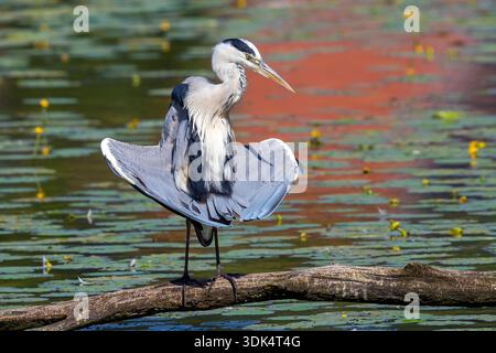 grey heron (Ardea cinerea), sitting on a log by the water and bathing, Belgium, Watermael-Boitsfort Stock Photo