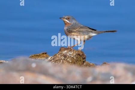 Western Subalpine Warbler (Sylvia inornata inornata, Curruca inornata inornata), sits on a rock, Mauritania, Adrar Stock Photo