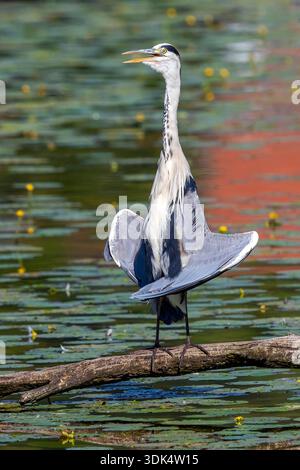 grey heron (Ardea cinerea), sitting on a log by the water and bathing, Belgium, Watermael-Boitsfort Stock Photo
