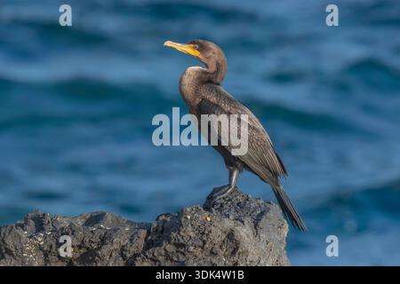 Double-crested cormorant (Nannopterum auritum, Phalacrocorax auritus), first winter on a coastal rock, Azores, Corvo Stock Photo