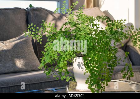 Maidenhair fern houseplant, Adiantum raddianum, in a white pot placed on a coffee table in front of a gray couch. Indoor greenery, home decor, and mod Stock Photo