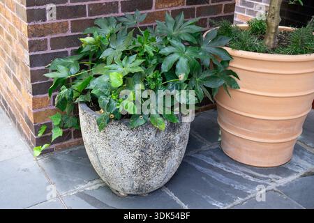 Two contrasting planters, one rustic stone and one ribbed terracotta, hold lush green plants including ivy, broad-leafed foliage, and a small tree, on Stock Photo