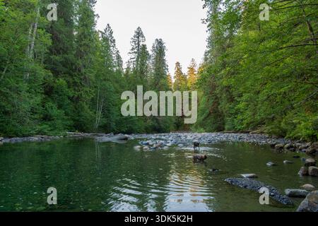 Errington, BC  Canada - 22 JUN 2024: Two dogs playing in a rocky river pool surrounded by dense, lush forest. Stock Photo