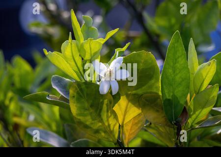 Close-up of white citrus flowers blooming on a lemon tree branch. Fresh lime blossoms with green leaves in a sunlit garden, representing organic agric Stock Photo