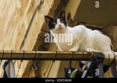 Curious Black and White Cat Perched on a Rusty Balcony Rail Outdoors Watching the Surroundings Stock Photo