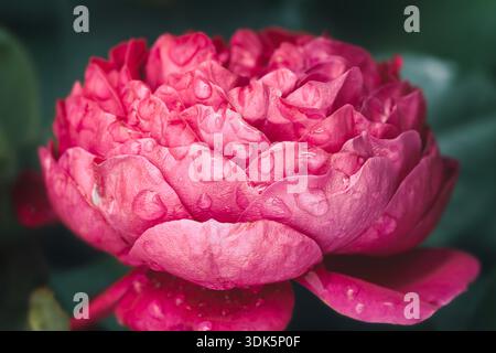 Close-up of a blooming English garden rose flower covered in water drops after rain Stock Photo
