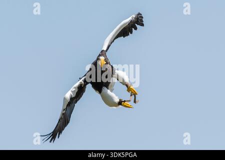 Large bird of prey soars through the sky, clutching a fish in its talons while showcasing its powerful wings and claws. Stock Photo
