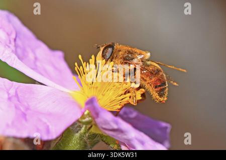 Macro profile of a Band-eyed Hoverfly (Eristalinus taeniops) foraging on a pink Rock-rose (Cistus) flower in Cyprus. Stock Photo