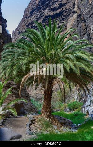 Large palm tree with lush green fronds beside small stream in narrow Masca gorge with towering cliff walls Stock Photo