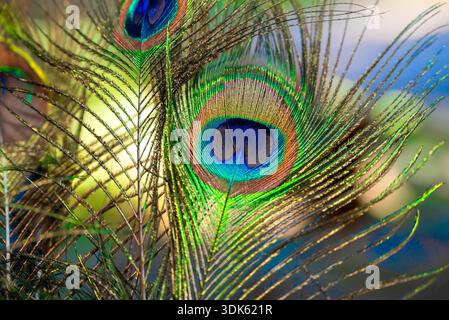 Beautiful peacock feather with natural background Stock Photo