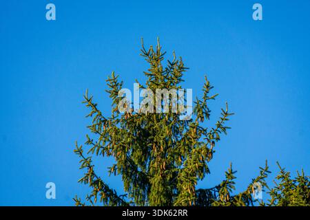 The green treetop of a spruce rises against a clear blue sky, creating a clean and minimal natural composition. Stock Photo