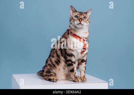 Sitting on the white cube. Beautiful Bengal cat against a light blue background. Stock Photo