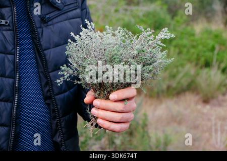 a man holds a fresh bunch of wild thyme in a forest clearing, showing aromatic herb stems and roots against soft green woodland background Stock Photo