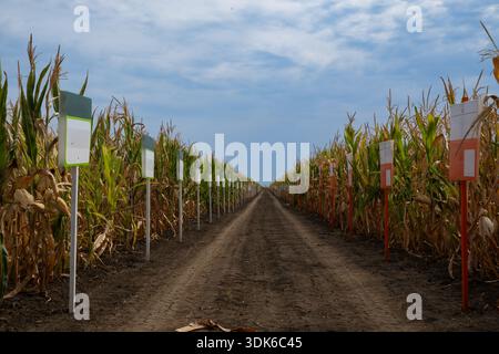 Long dirt road through a cornfield lined with signposts creating a symmetrical agricultural scene Stock Photo