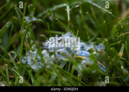 bubbles with colorful reflections on fresh green grass in summer Stock Photo
