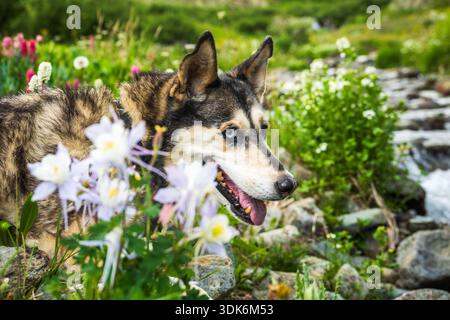 Happy husky in Colorado mountain wildflowers Stock Photo