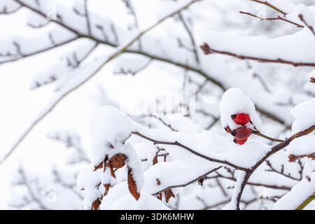 Barberry under the snow, branches with red berries covered with snow, red barberry berries, bushes under the snow, winter mood, macro photography of Stock Photo