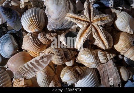 seaside, coastal shells on beach, north norfolk, england Stock Photo