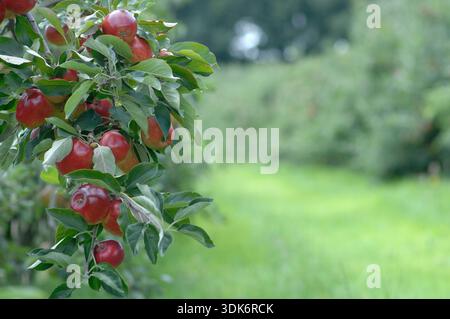 APPLES ON TREE Stock Photo