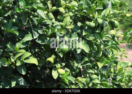 Green Lemons Ripening on Citrus Tree Branch: Close-up of Unripe Lime Fruits and Lush Foliage in an Agricultural Orchard Under Bright Sunlight Stock Photo