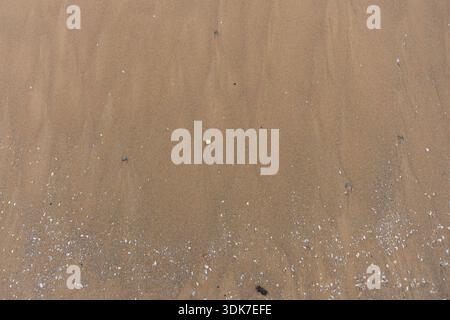 A full-frame, overhead view of moist, tan-colored beach sand scattered with small white, beige, and gray shell fragments. This natural texture highlig Stock Photo