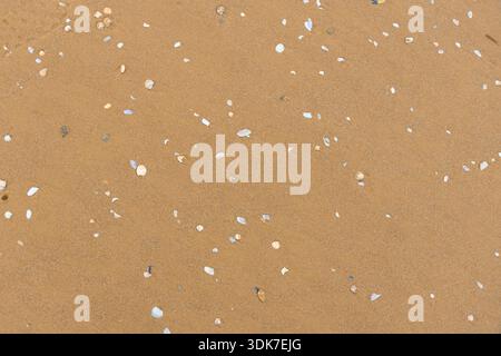 A full-frame, overhead view of moist, tan-colored beach sand scattered with small white, beige, and gray shell fragments. This natural texture highlig Stock Photo