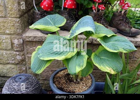 Large Green & Yellow Hosta 'Frances Williams' (Plantain Lily) grown in a Flowerpot in a English Cottage Garden in Lancashire, England, UK Stock Photo