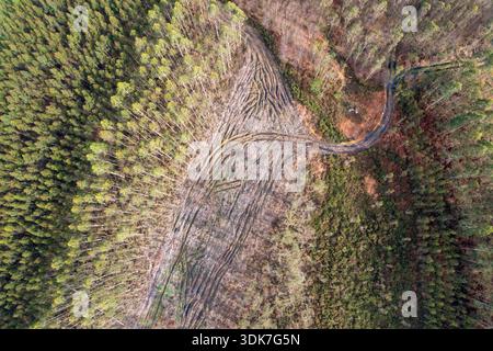 Aerial top down view of a deforested area in a forest with heavy machinery tire tracks on the ground Stock Photo