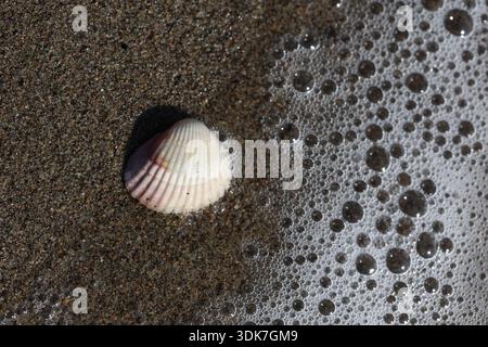 seashells on coastal sand. sand ripples Stock Photo