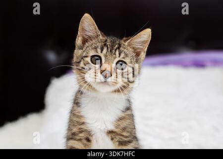 tabby kitten sitting on white bed, alert gaze fixed on camera with upright ears and inquisitive posture highcontrast Stock Photo