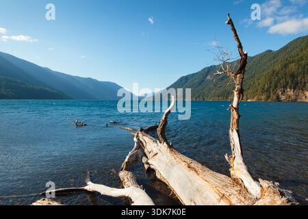 Lake Crescent, Olympic National Park, view across the lake from the shore, a large driftwood smooth bleached log in the foreground. Stock Photo