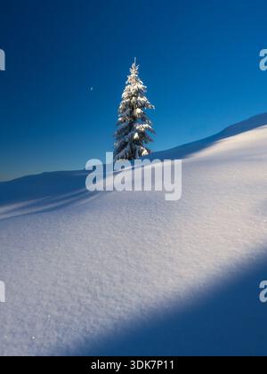 View of a snow-laden evergreen tree stands majestically against the crisp blue sky, casting long shadows on the pristine white snow, Sorica, Škofja Lo Stock Photo