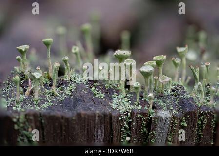 Detailed colony of Cup Lichen (Cladonia fimbriata) growing on a decaying wooden post. Stock Photo