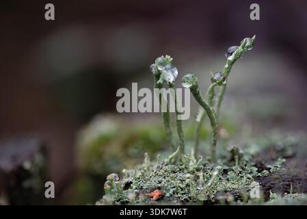 Detailed colony of Cup Lichen (Cladonia fimbriata) growing on a decaying wooden post. Stock Photo