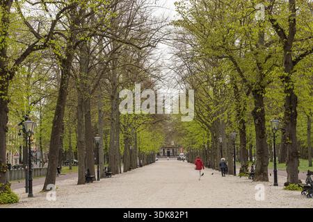 Tree lined avenue leading to the M C Escher museum in The Haigh. Stock Photo