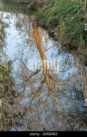 The reflection of a large tree on the water of the Isola stream, Fauglia, Italy Stock Photo