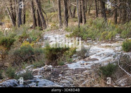 Landscape with a rocky path winding through the Mediterranean forest in the Sierra de Mariola, Alcoy, Spain Stock Photo