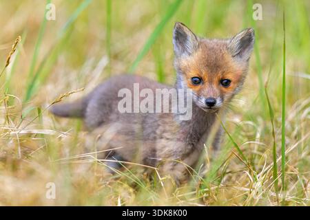 Young red fox (Vulpes vulpes) kit / cub near burrow / den in grassland / meadow in spring Stock Photo