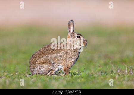 European rabbit / common rabbit (Oryctolagus cuniculus) sitting in grassland at dawn in spring Stock Photo