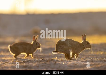 Two European rabbits / common rabbits (Oryctolagus cuniculus) running in the dunes at sunrise in spring Stock Photo