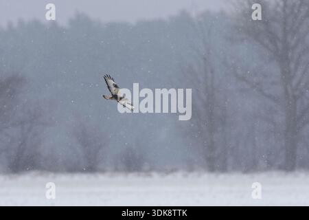 A rough-legged buzzard hunting in flight with snowflakes. Stock Photo