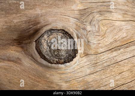 KNOT IN TREE TRUNK WITH BARK WEATHERED AWAY SHOWING SMOOTH WOOD SURFACE AND FLOWING LINES FOR A BOTANICAL TEXTURAL BACKGROUND Stock Photo