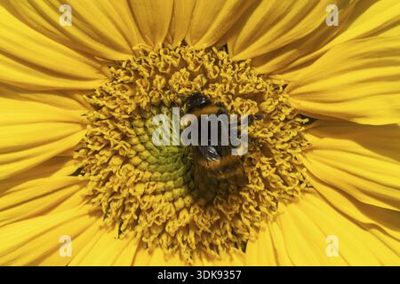 Buff tailed bumblebee (Bombus terrestris) adult bee insect feeding on a garden sunflower flower in summer, England, United Kingdom Stock Photo