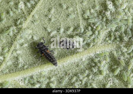 Harlequin ladybird or ladybug (Harmonia axyridis) adult insect larva and Plum aphid (Hyalopterus pruni) aphids on a plum tree leaf in summer, England Stock Photo
