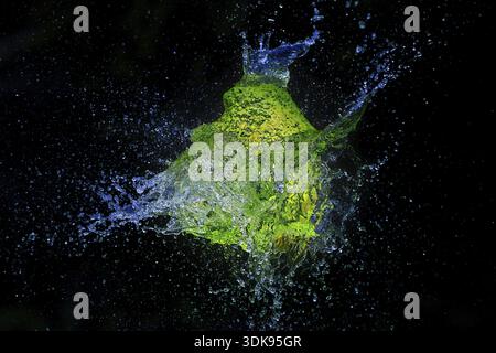 A green water balloon bursts with a blue glow, water splashes in all directions against a black background, water balloon, high-speed photography, col Stock Photo
