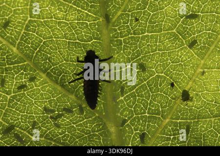 Harlequin ladybird or ladybug (Harmonia axyridis) adult insect larva and Plum aphid (Hyalopterus pruni) aphids on a plum tree leaf in summer, England Stock Photo